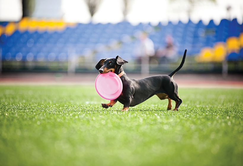 Small black dog holding pink frisbee on pup turf